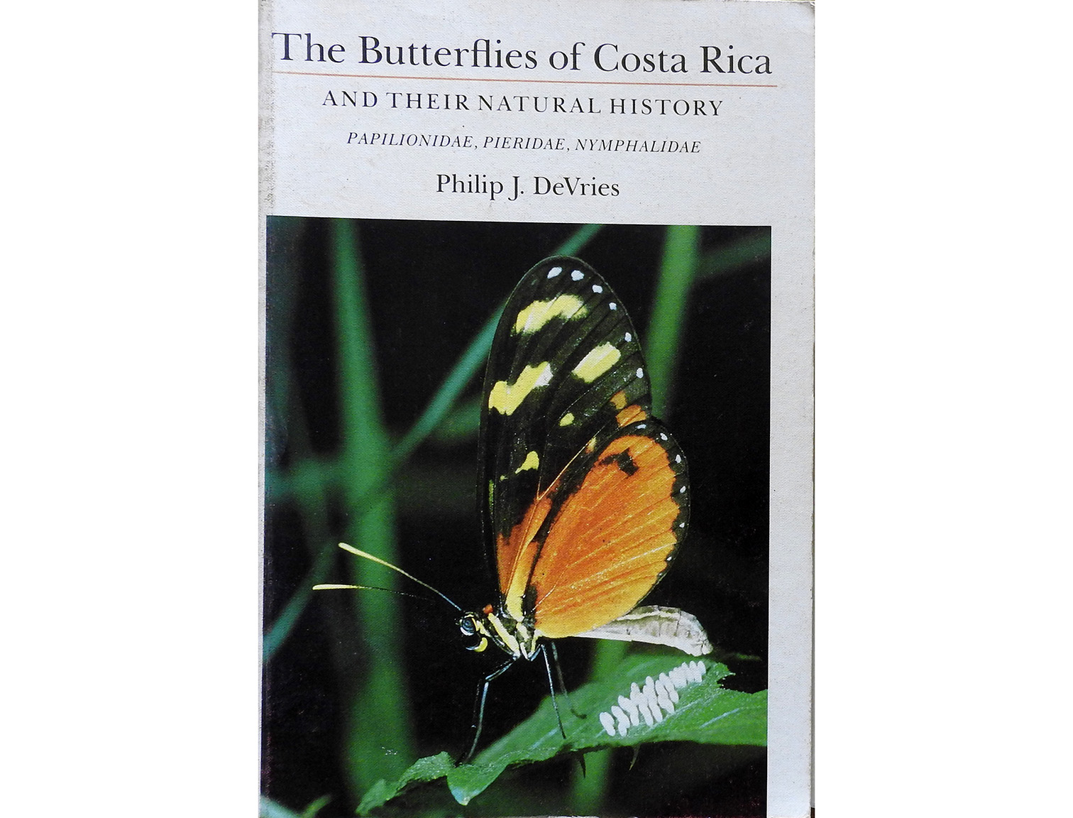 butterflies of costa rica